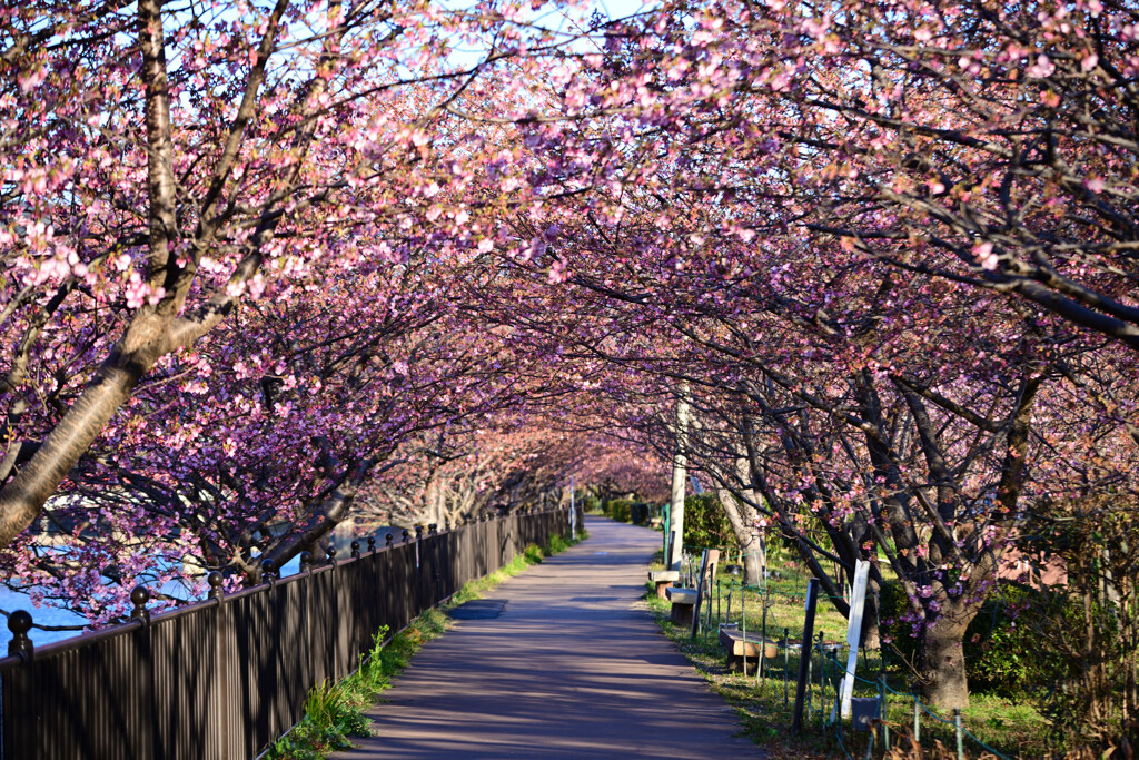 河津桜