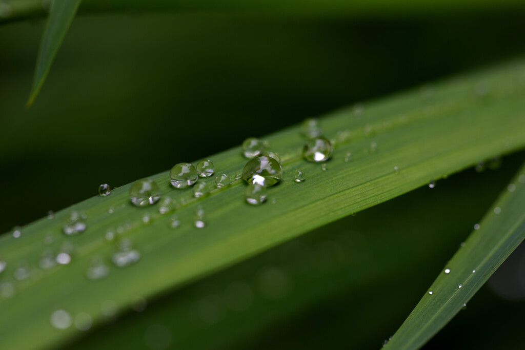 梅雨入り…。