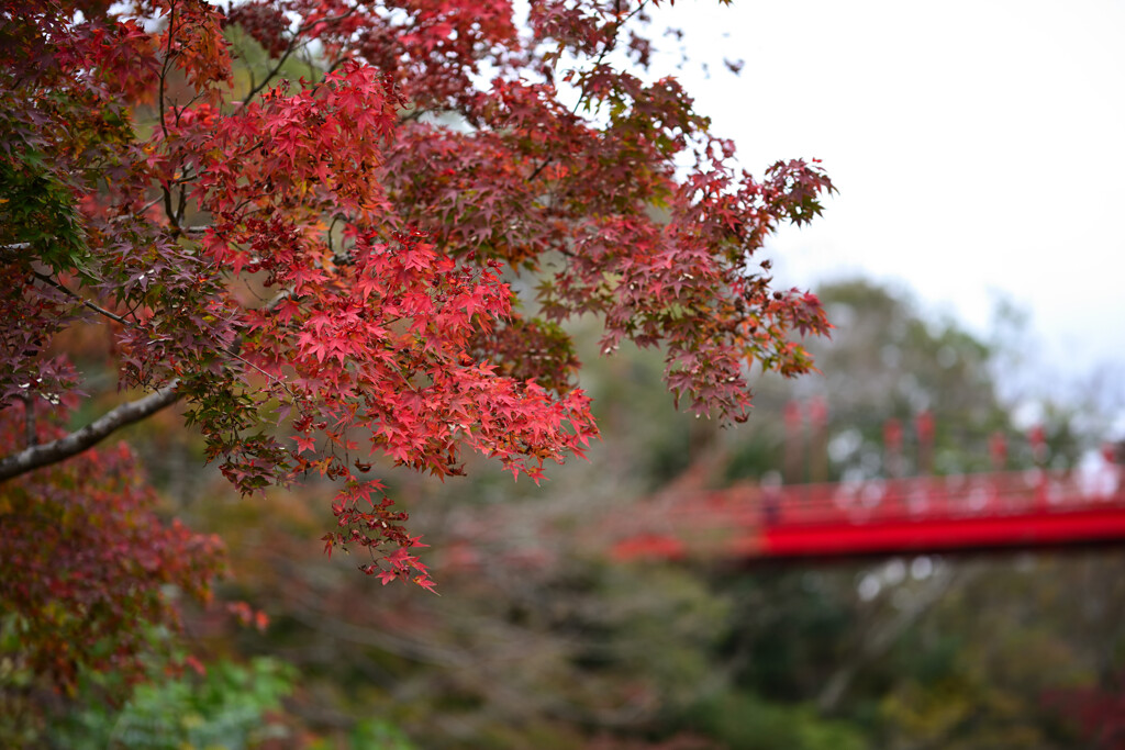 泉自然公園③