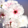 十月桜