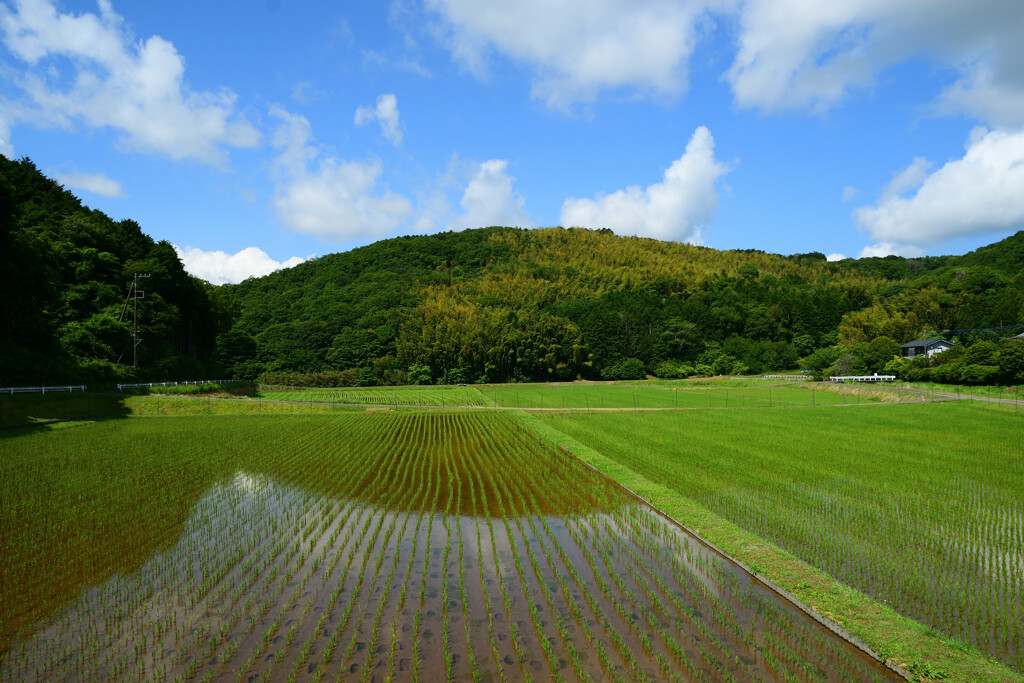 伊豆修善寺の田園風景