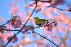 河津桜②