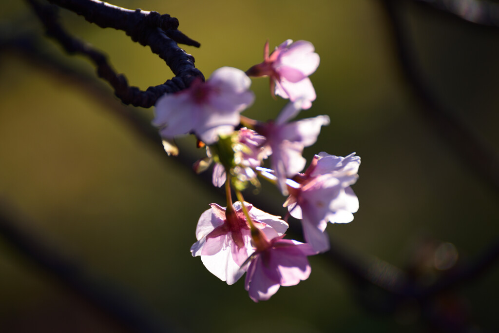 河津桜③