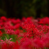 村上緑地公園