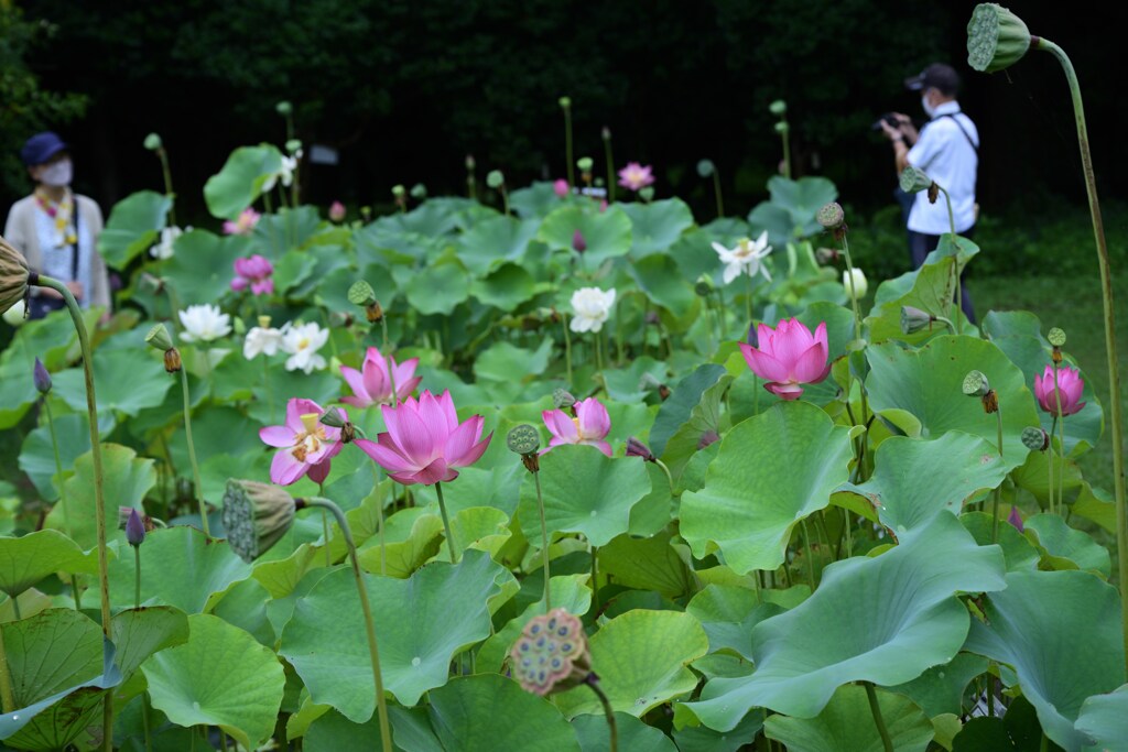 東京大学旧緑地植物実験場③