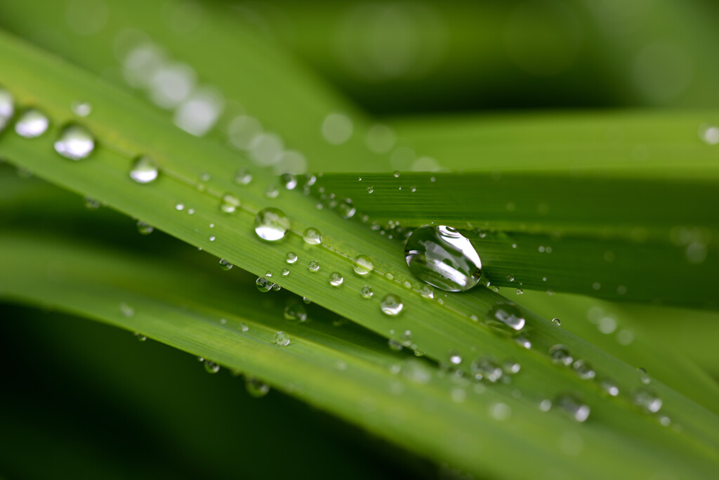 梅雨入り…。