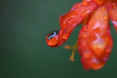 雨の伊豆修善寺②