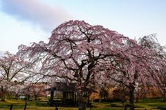 大室山の枝垂れ桜