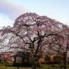 大室山の枝垂れ桜