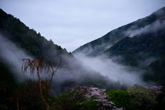 天城峠の朝