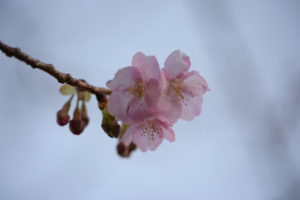 河津桜