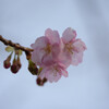 河津桜