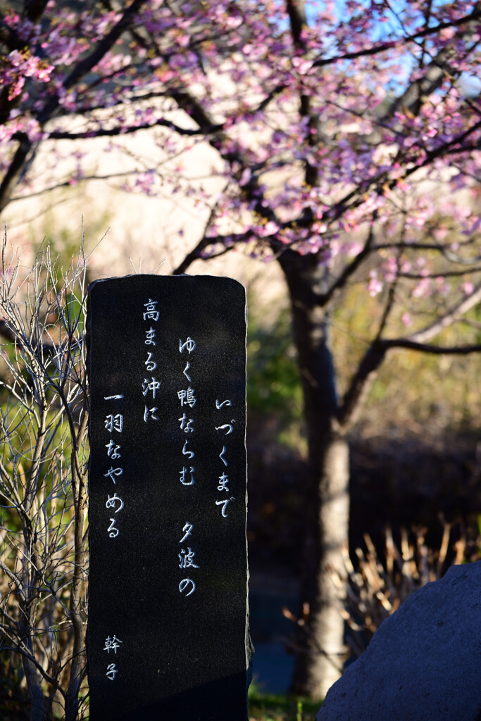 河津桜④