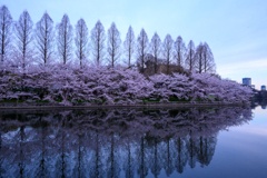 お堀に写る桜