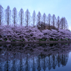 お堀に写る桜