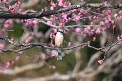 梅とモズ