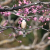 梅とモズ
