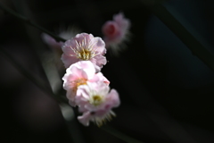 梅