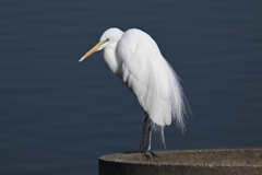 チュウサギ