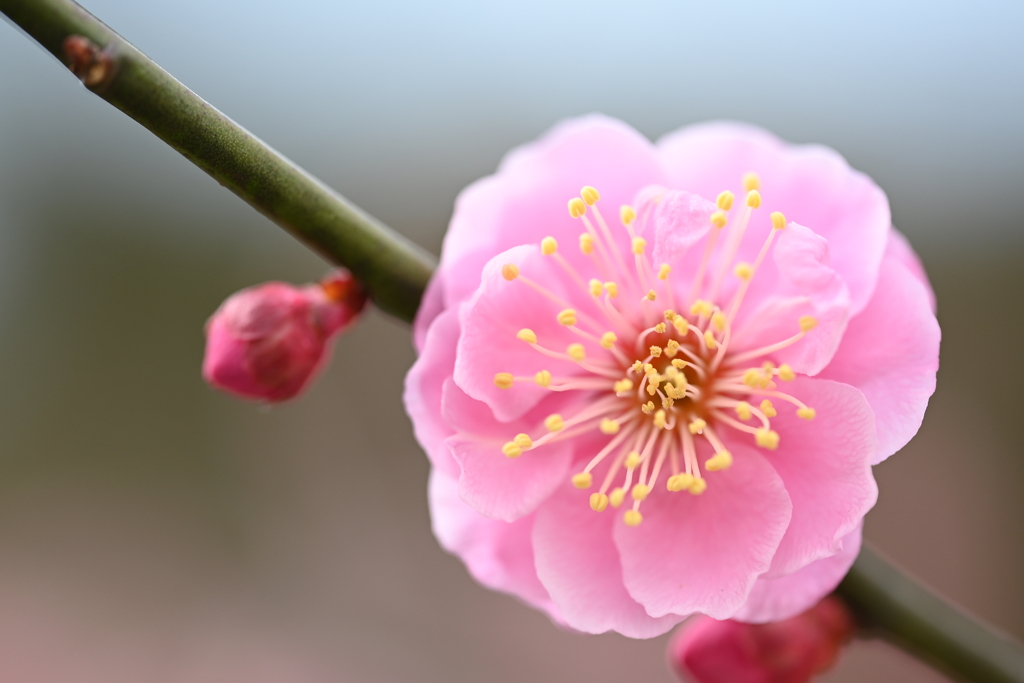 梅（その３）