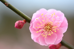 梅（その３）