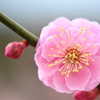 梅（その３）