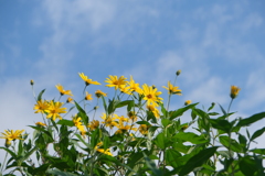 青空と黄花