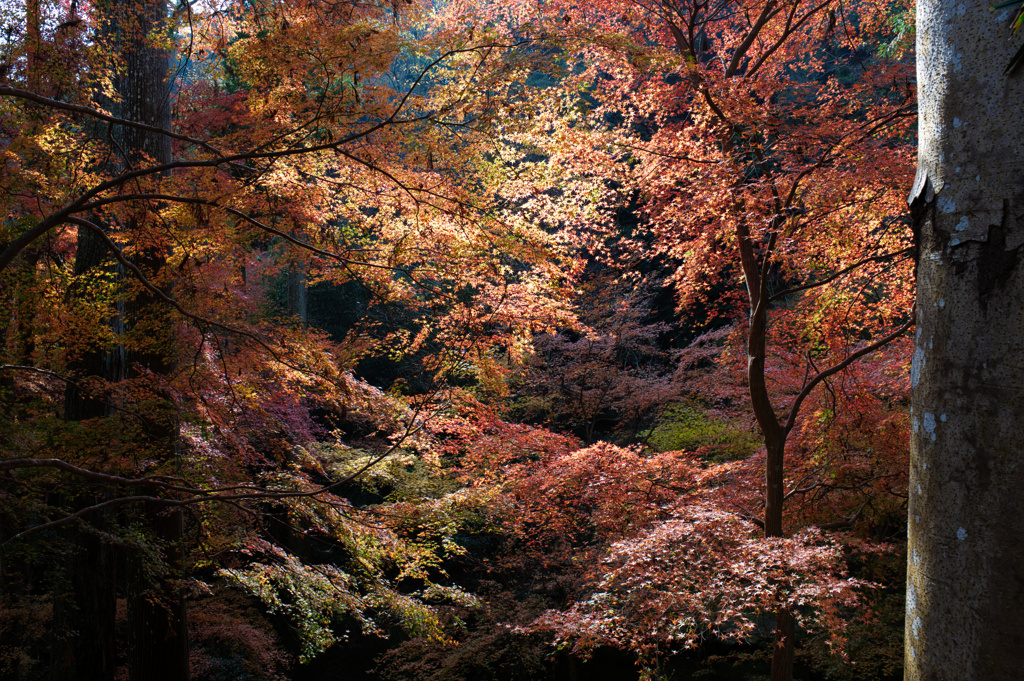 光る紅葉