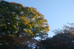 大木の紅葉