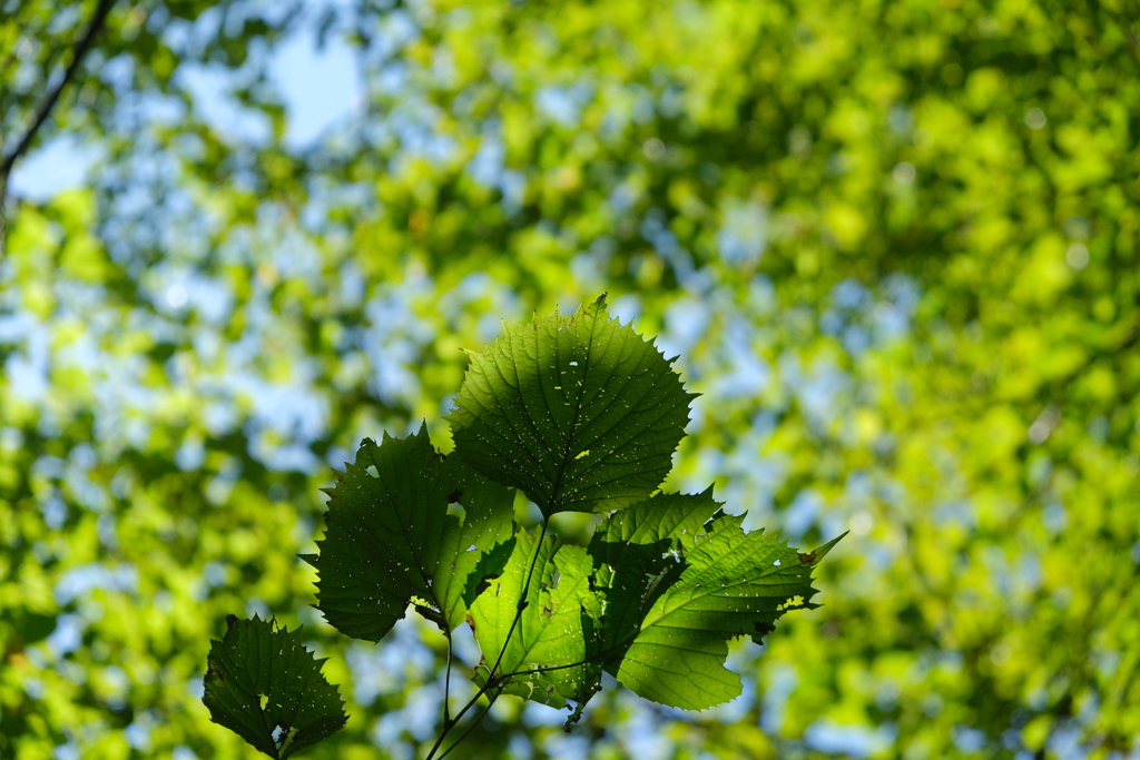 房桜虫食葉