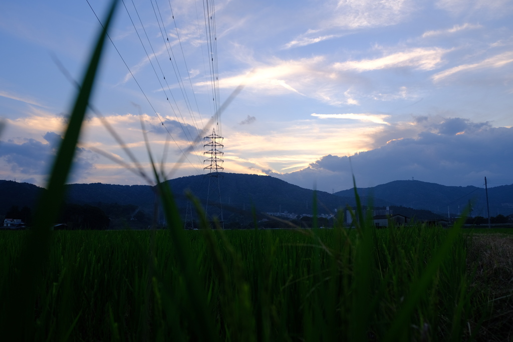 田んぼと秋空