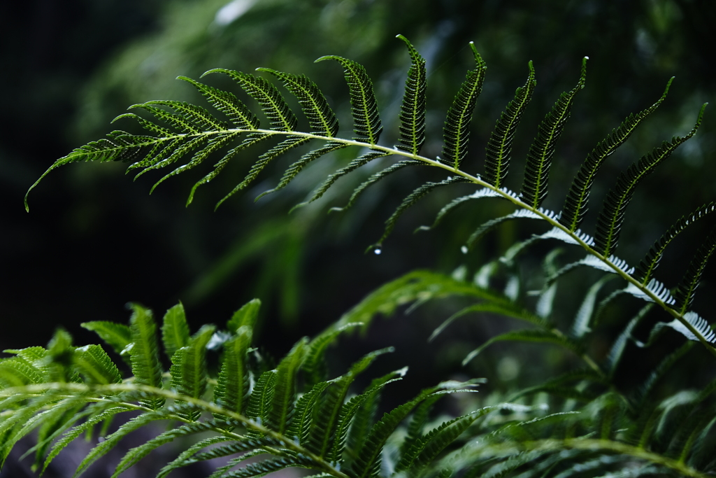 雨上がり