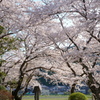 里の桜