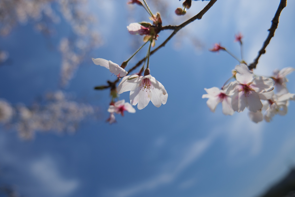 広がる空に桜
