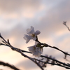 夕焼けの桜