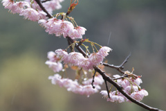 濡れる桜
