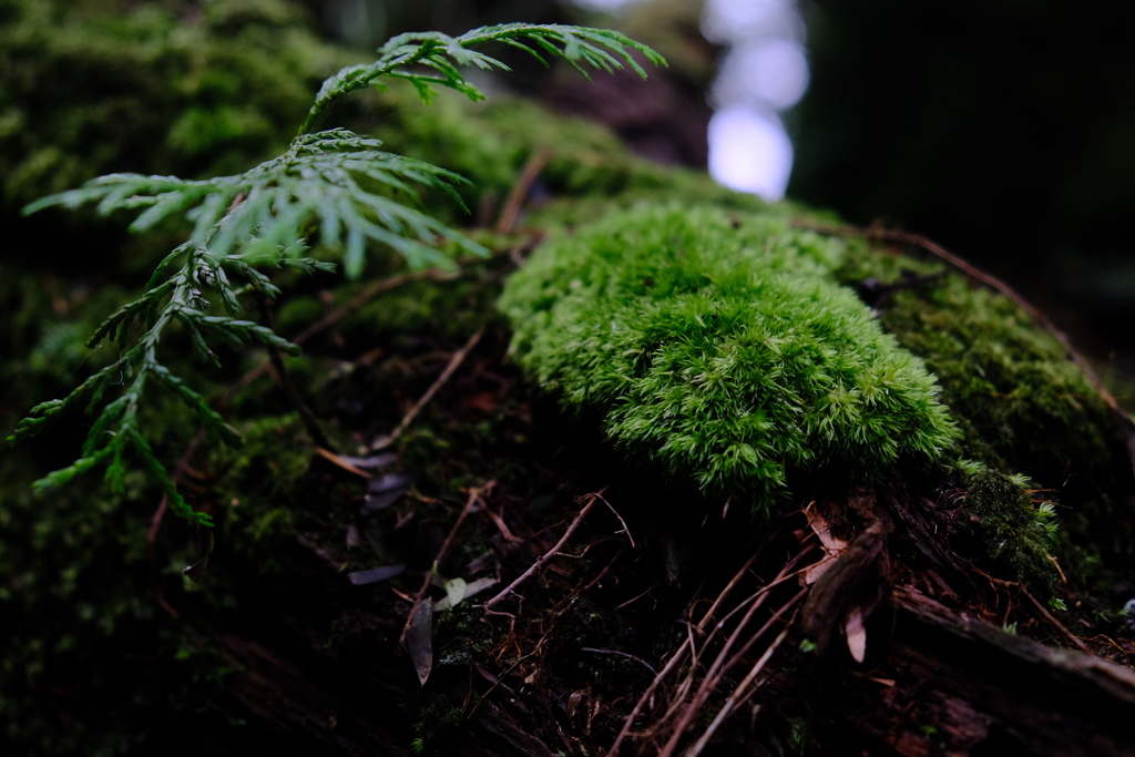 苔のかつら