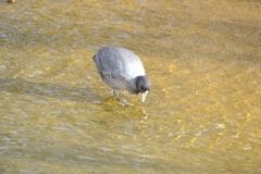 黄金色の水底をつつく