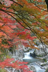 川沿いの紅葉