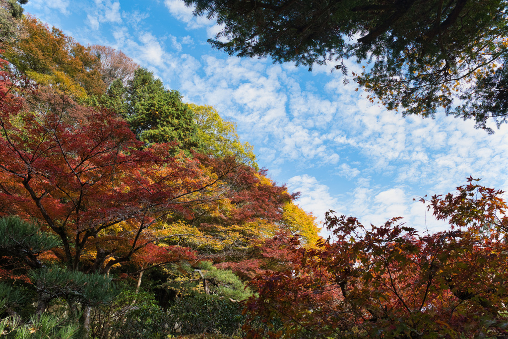 秋色の山と空