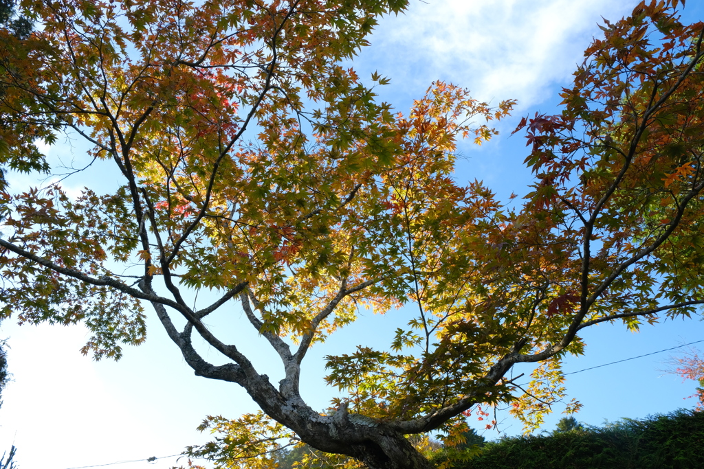 小さなお寺の紅葉