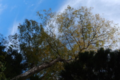 椋の木黄葉