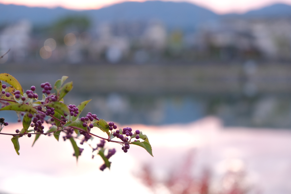 夕方河畔の小紫