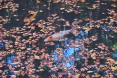 泳ぐ青空紅葉