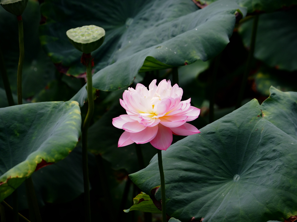 お寺の蓮