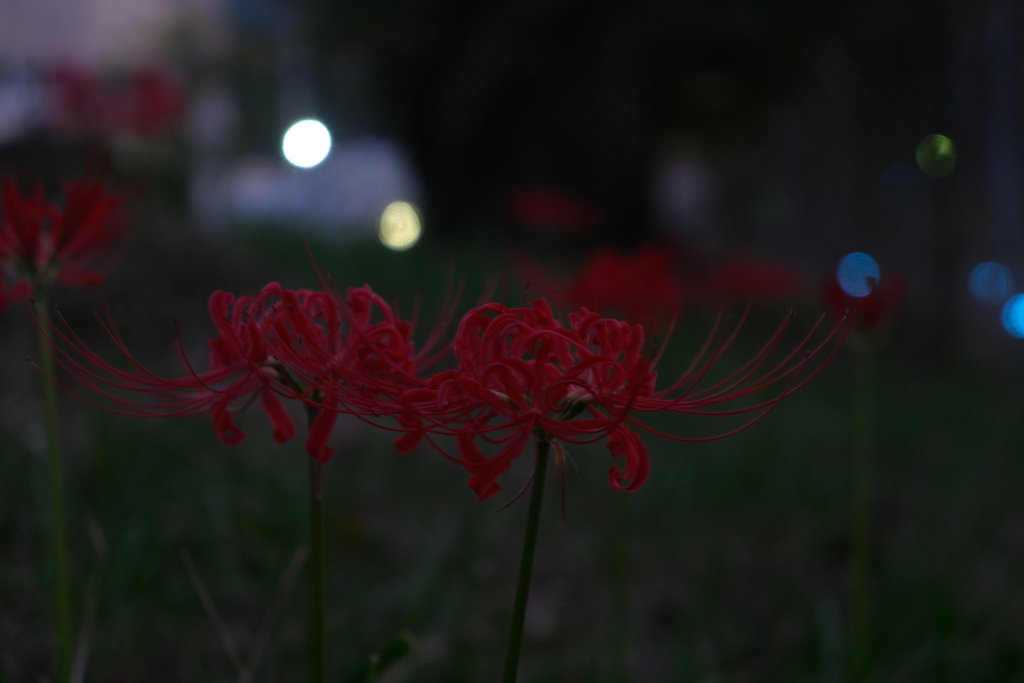夜の彼岸花