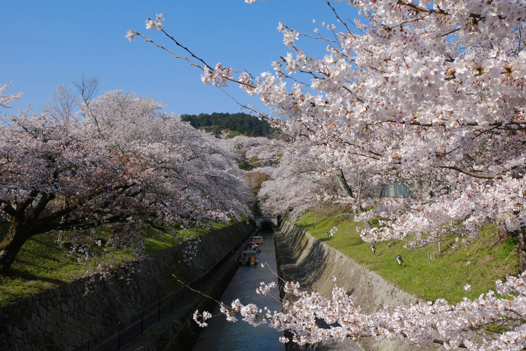 疎水の桜