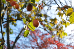 秋空に実る渋柿