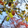 秋空に実る渋柿
