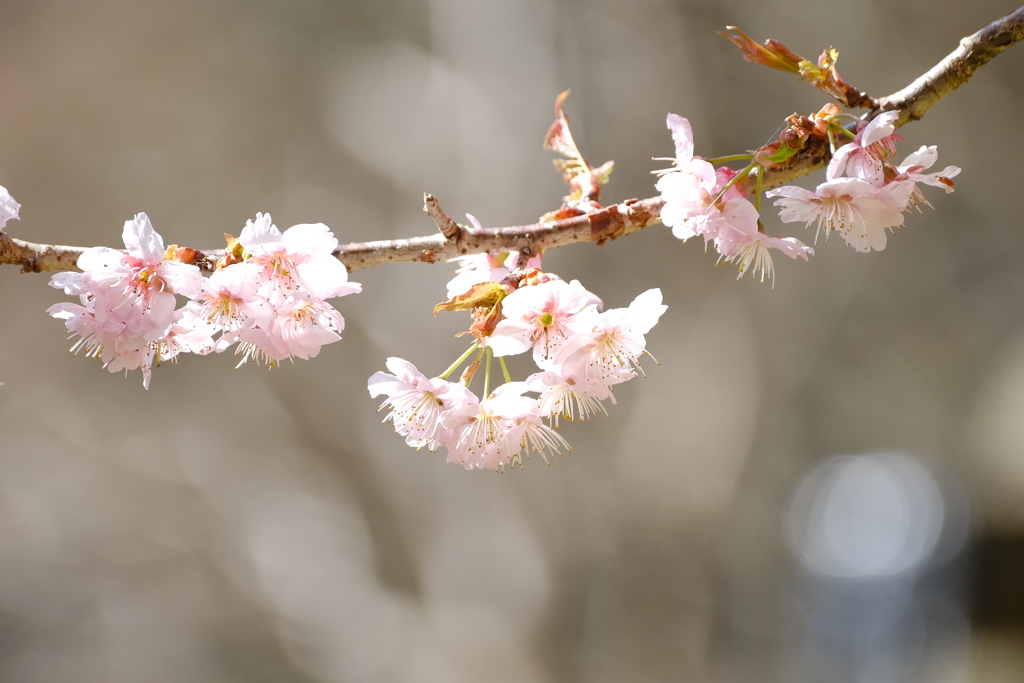 早咲きの桜